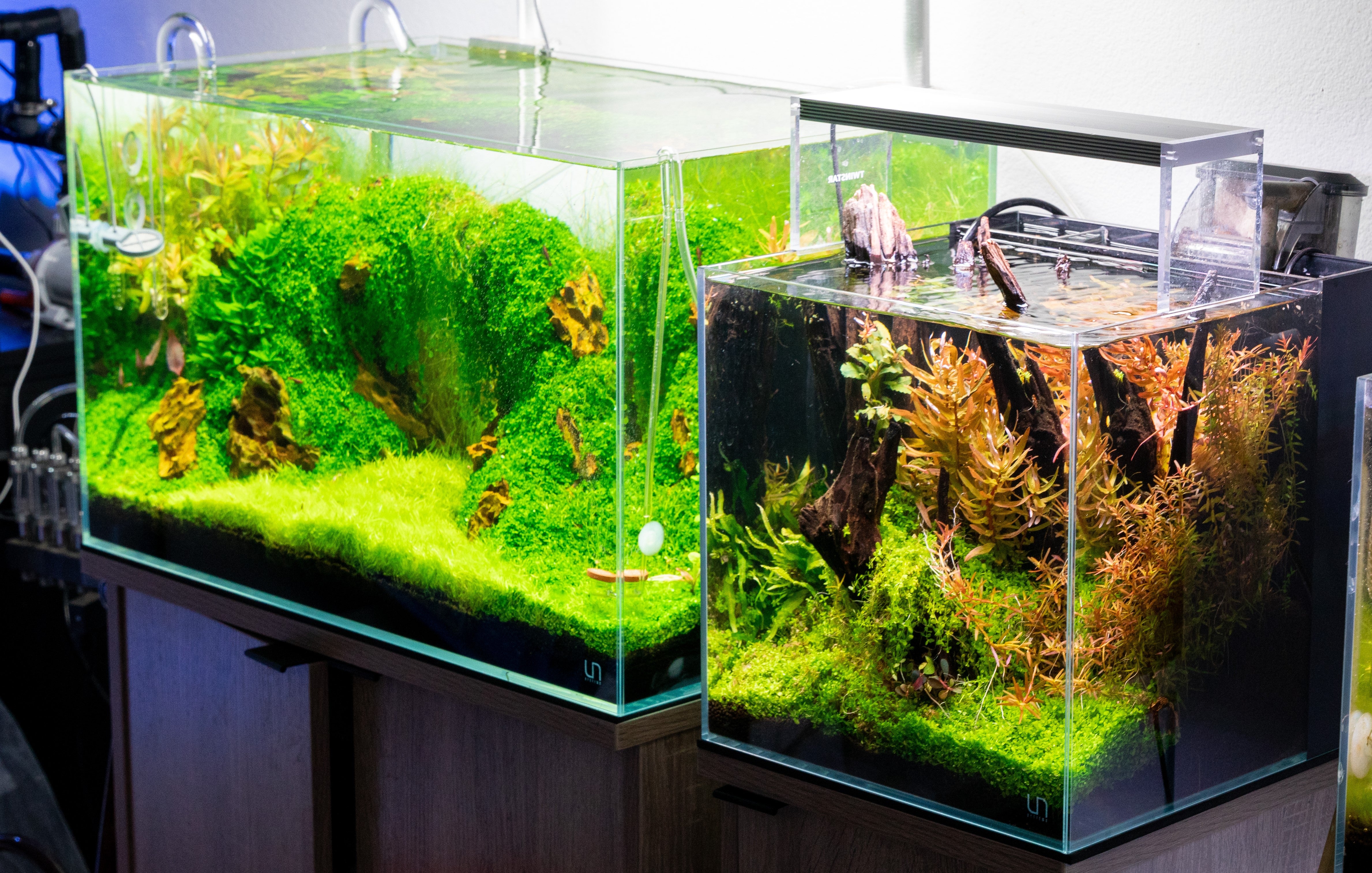 Everything You Need to Know About Planted Aquarium Central 2