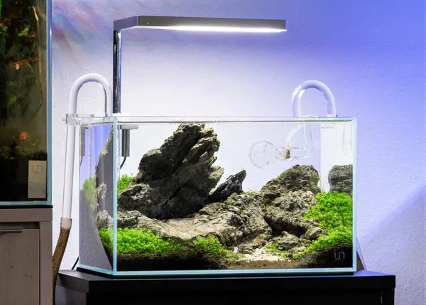 5 Stunning Aquarium Design Ideas for Your Freshwater Tank 2