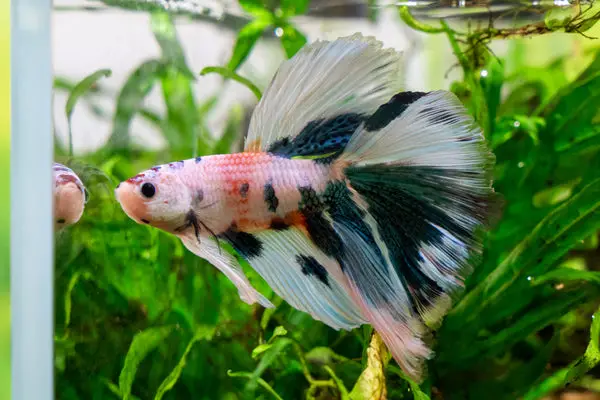 The Benefits of Having Plants in Your Betta Fish Tank 2