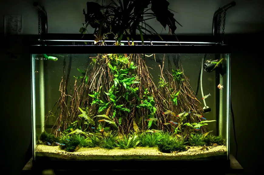Design Ideas for a 29 Gallon Planted Aquarium 2