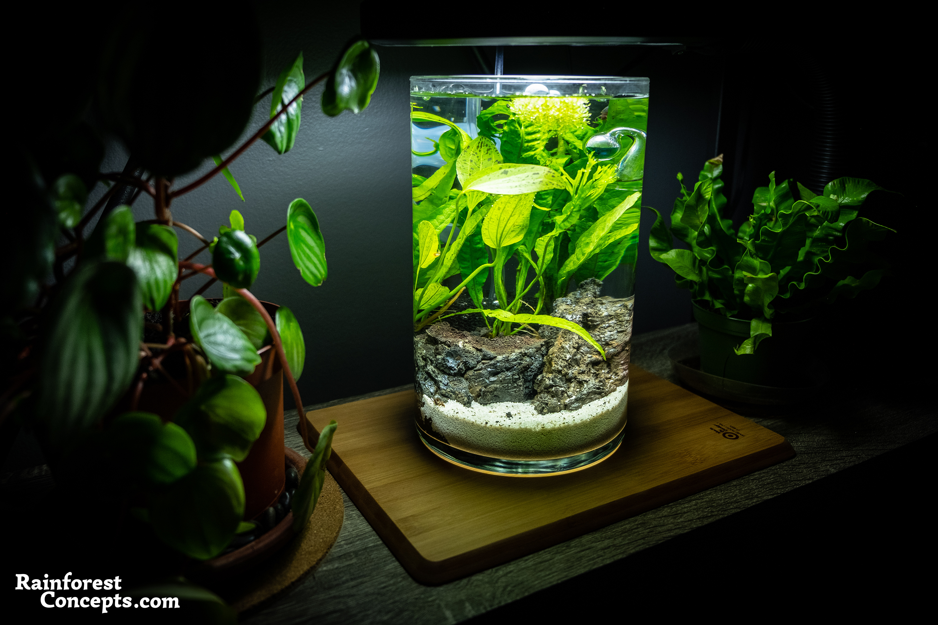Transforming Your Vase into a Beautiful Planted Aquarium