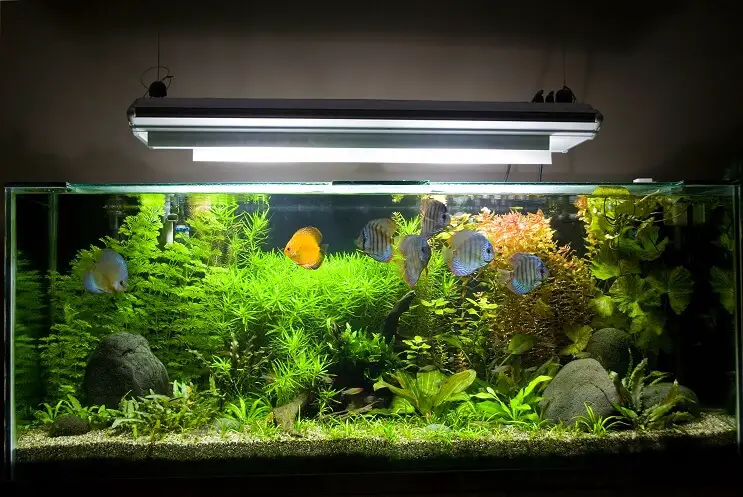 Tips and Tricks for Maintaining a Stunning 125 Gallon Planted Aquarium 2