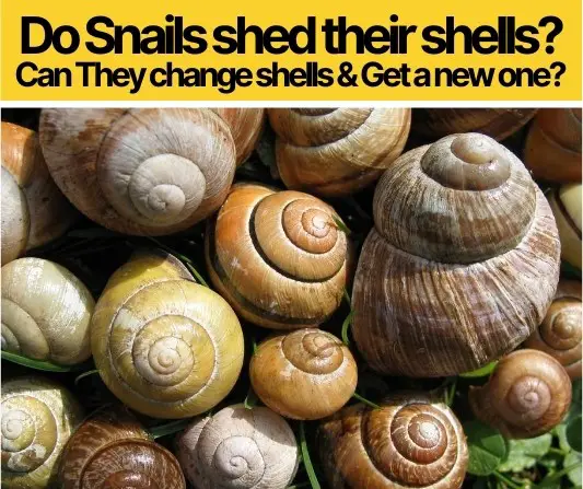Do Aquarium Snails Need New Shells?
