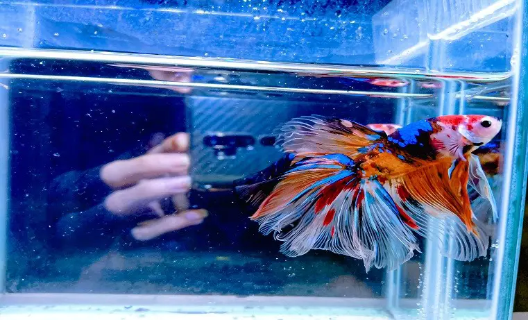 What Color Light Do Betta Fish Like? 2