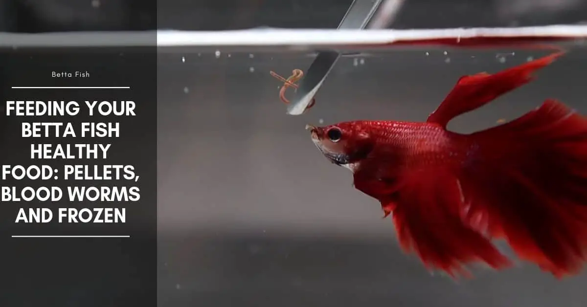 How Often Should You Feed a Betta Fish Bloodworms? 2