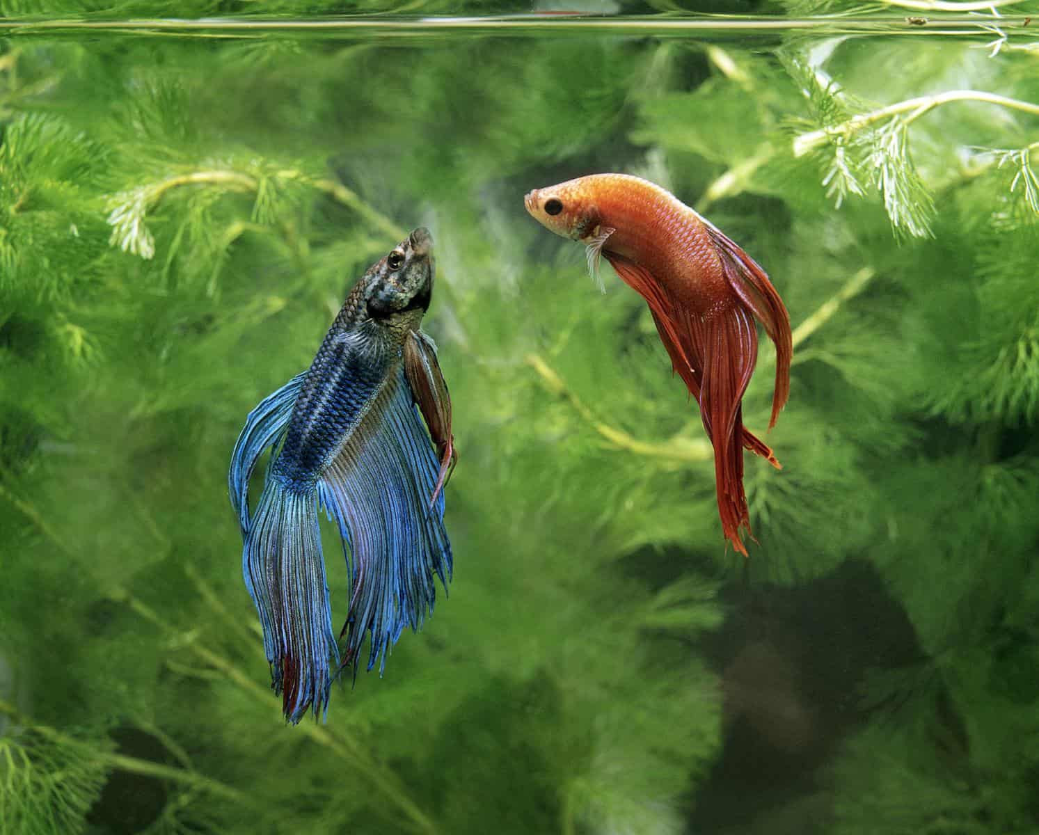 Can 2 Female Betta Fish Live Together? 2