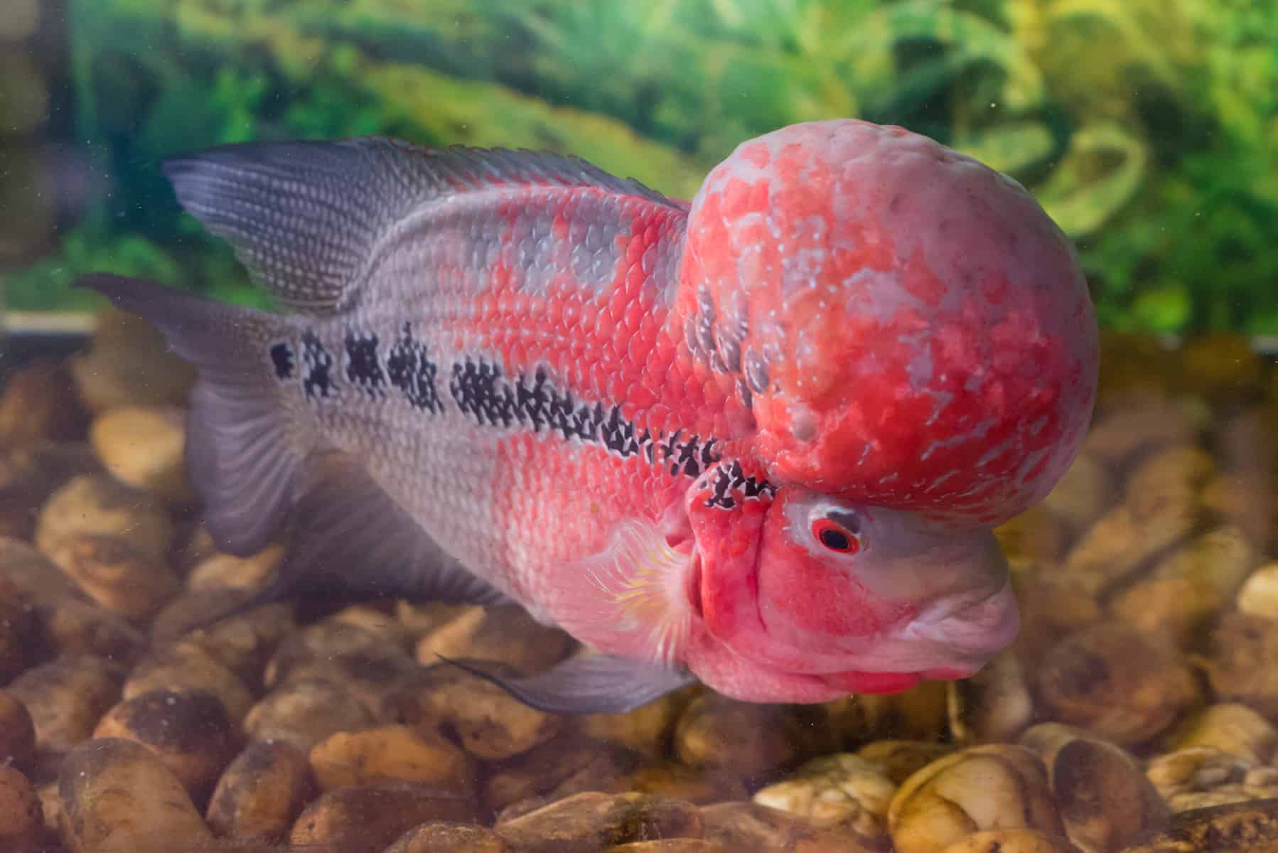 The Smartest Fish Species for Your Aquarium 2