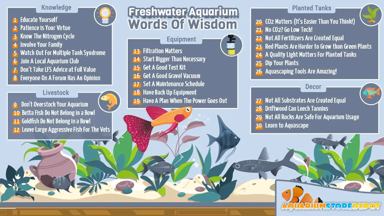 A Beginner's Guide to Setting Up a Sweetwater Aquarium 2