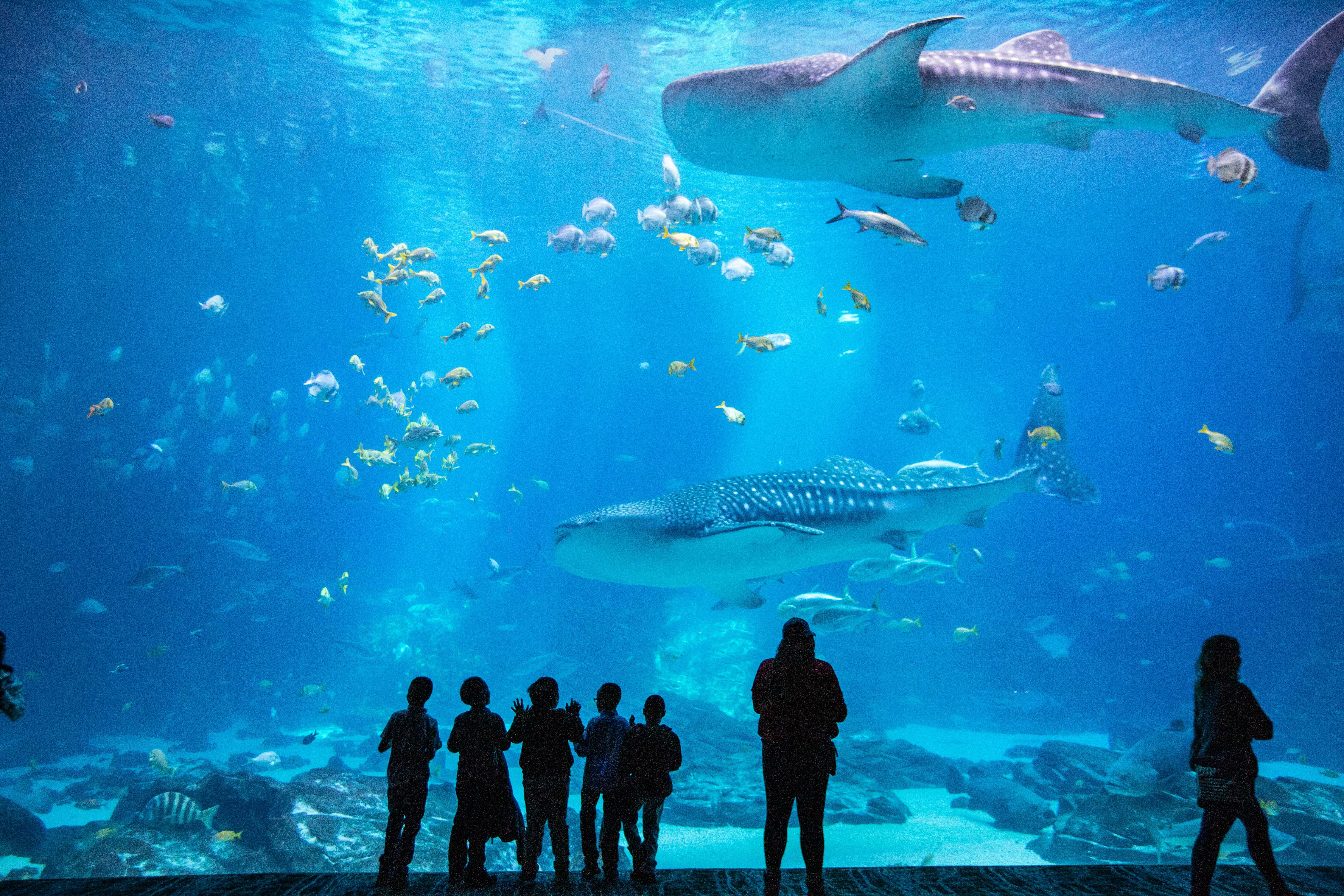 How Much Does the Georgia Aquarium Cost?