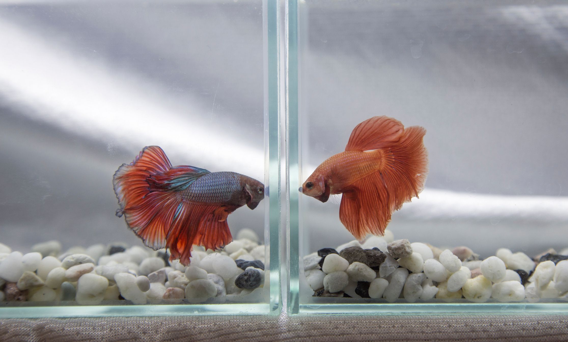 Understanding Betta Fish Aggression and How to Prevent It