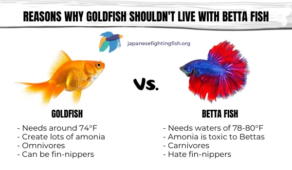 Can Betta Fish Be With Goldfish?