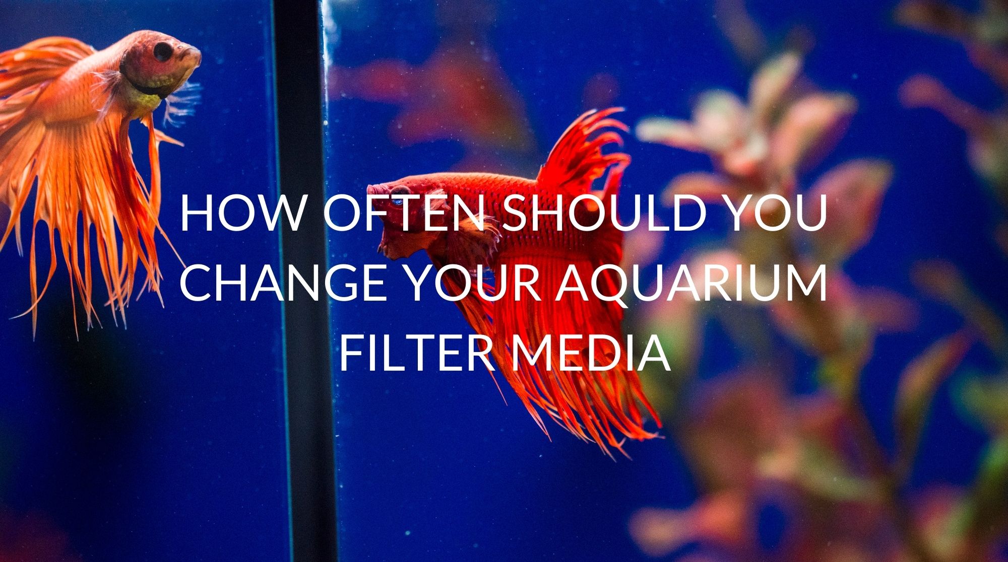 How Often Change Aquarium Filter? 2