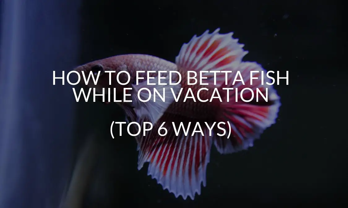 How to Feed Betta Fish While on Vacation? 2