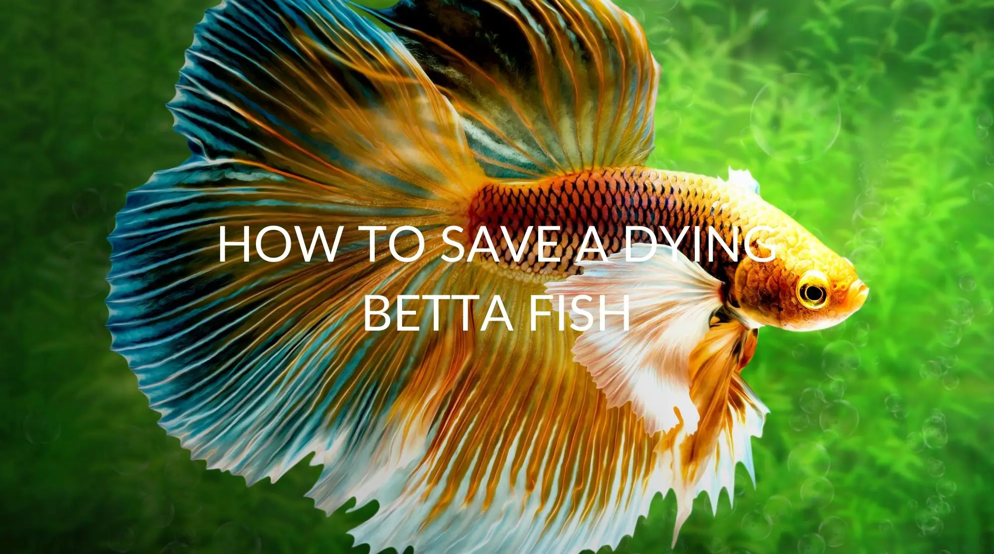First Aid for Injured Betta Fish