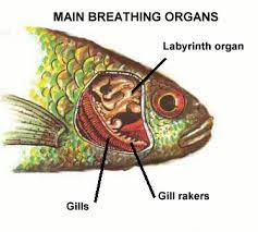 How Do Betta Fish Breathe? 2