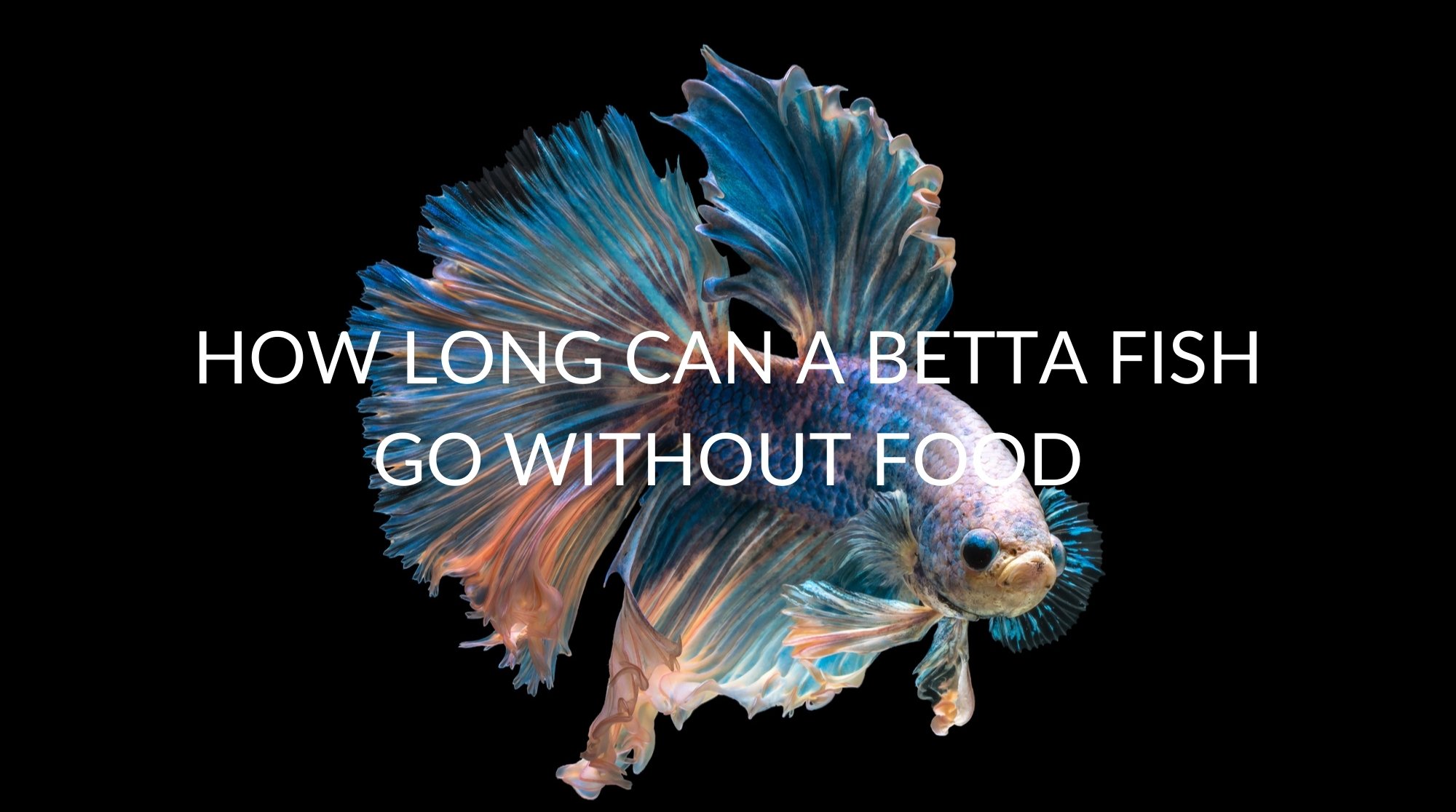 Betta Fish How Long Without Food? 2