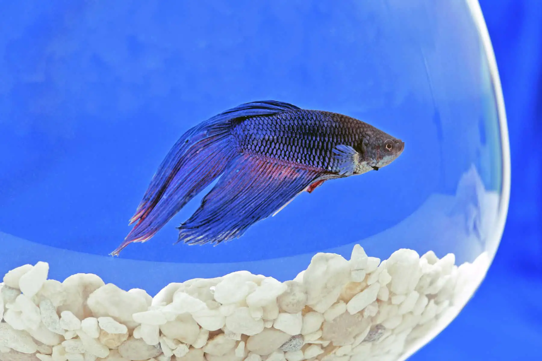 Understanding Betta Fish Lifespan in a Bowl