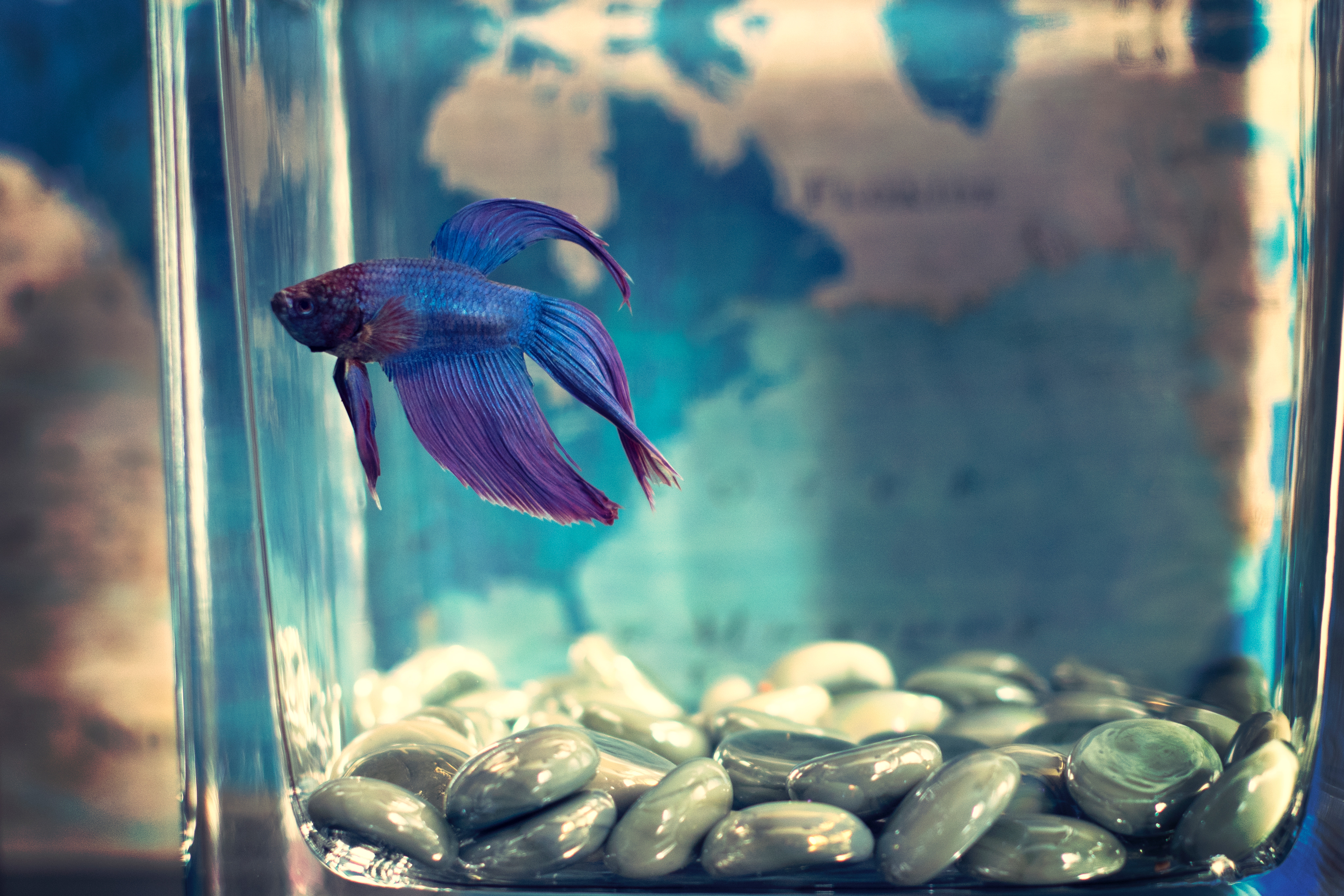 Betta Fish How Long Without Food?