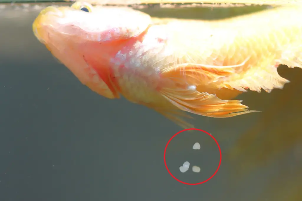 Do Male Betta Fish Lay Eggs? 2