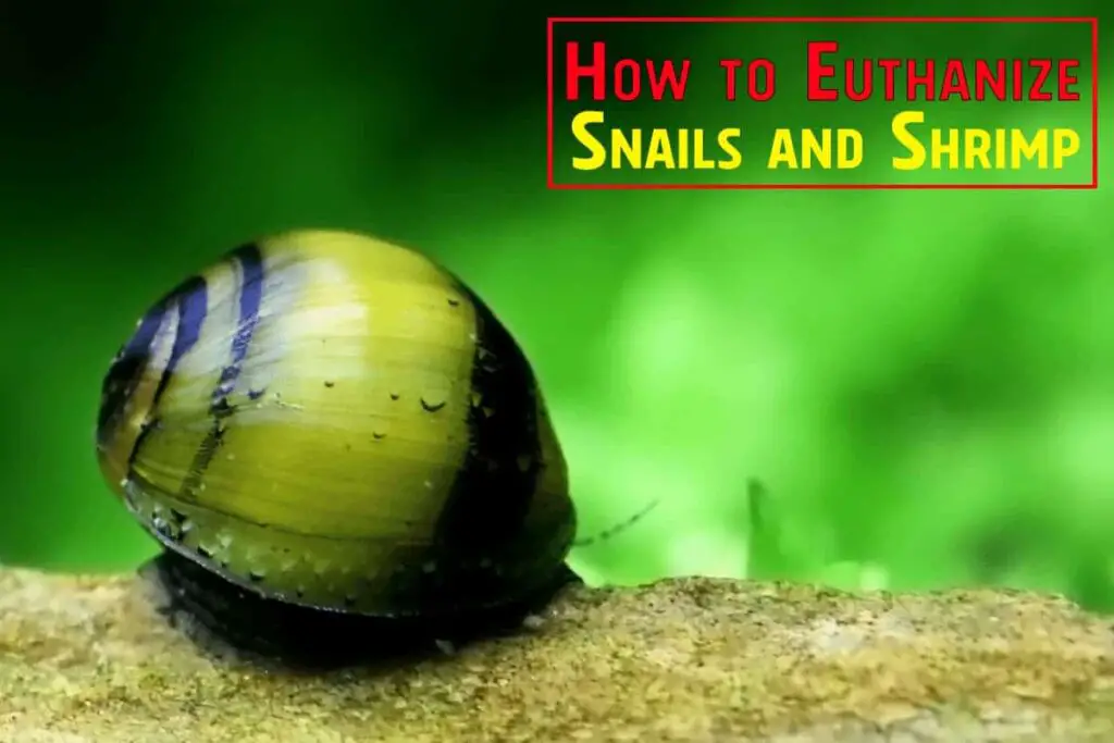 How To Get Rid Of Aquarium Snails Humanely? Betta Fish World