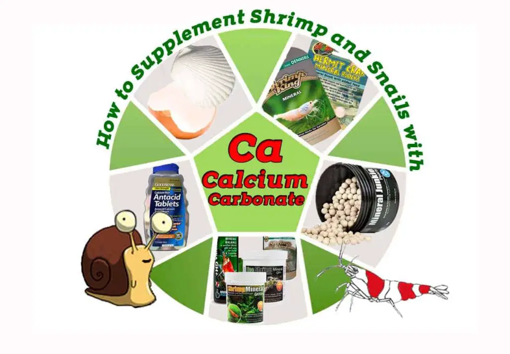 How To Give Aquarium Snails Calcium? Betta Fish World