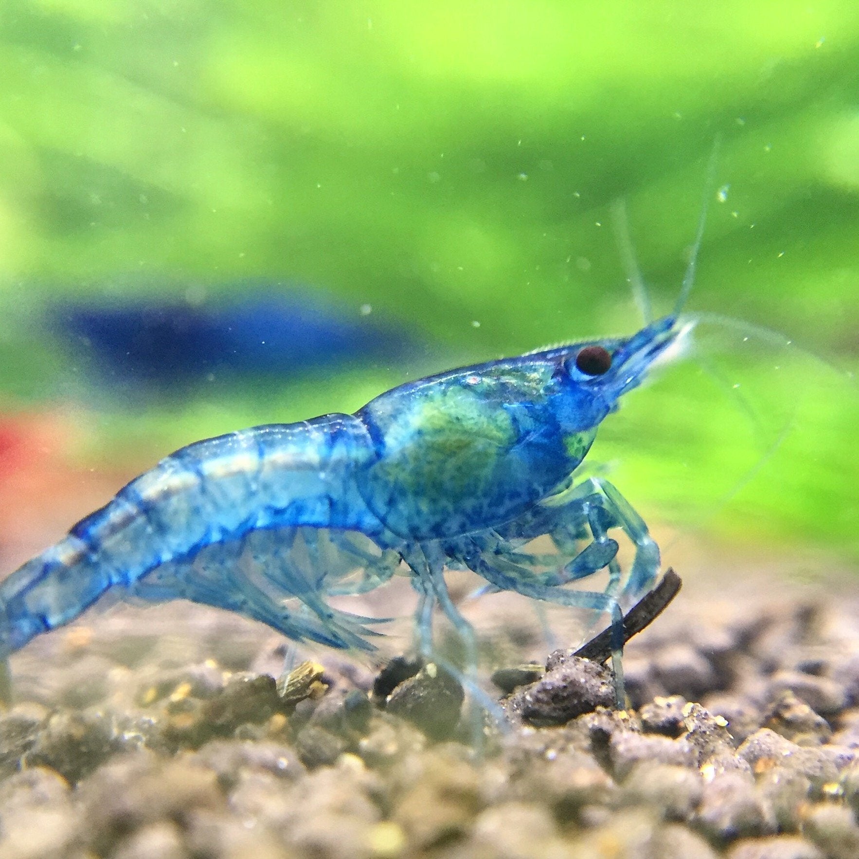 The Benefits of Adding Shrimp to Your Aquarium 2