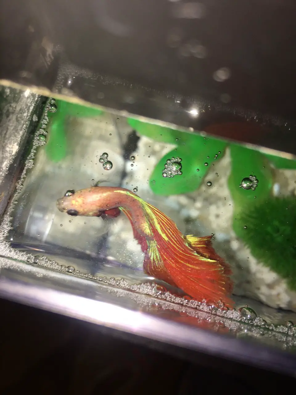 Understanding and Caring for Betta Fish with Curved Spine