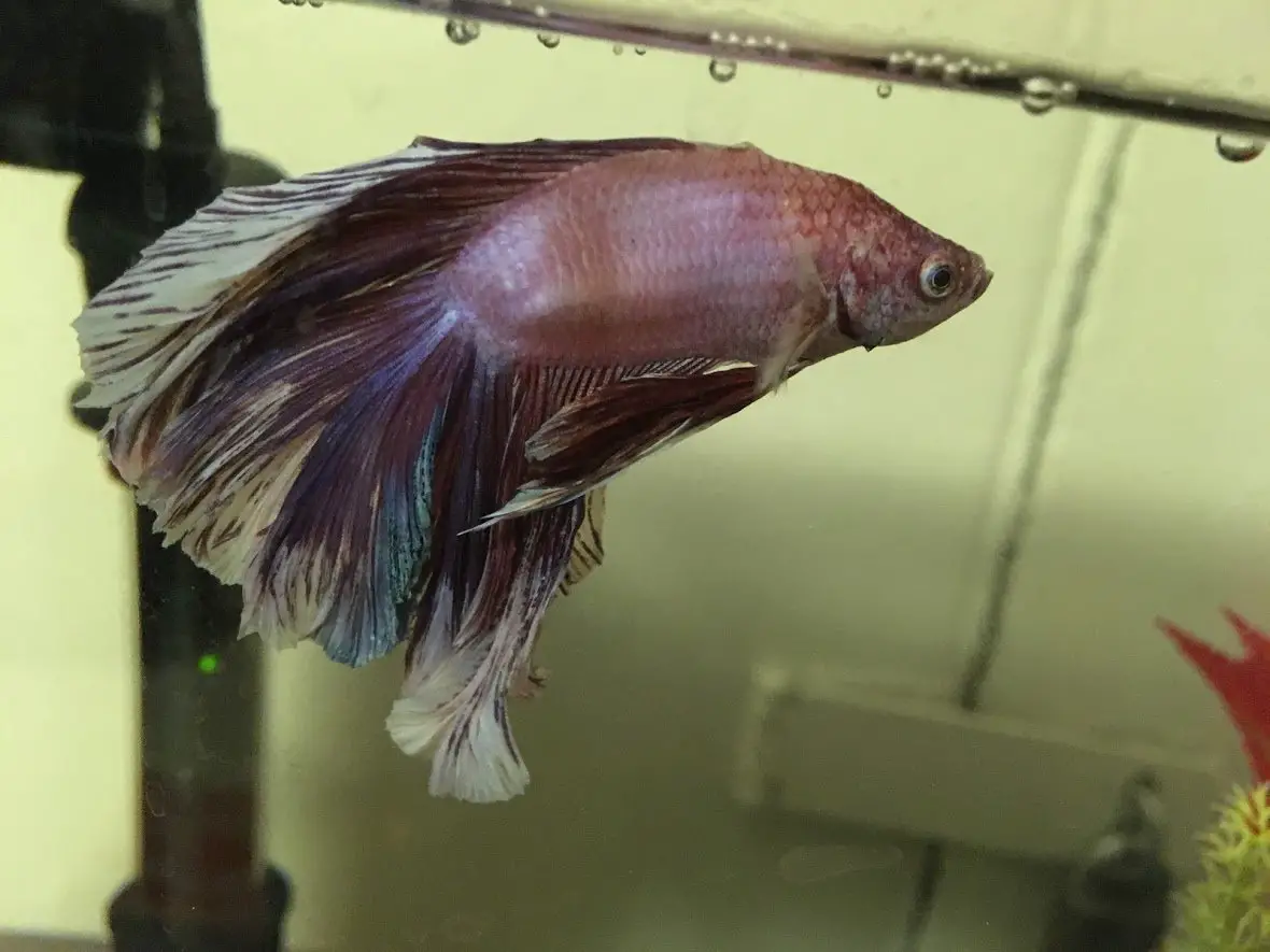 Understanding and Caring for Betta Fish with Curved Spine 2