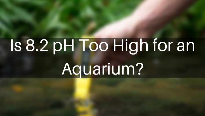 Is 8.2 Ph Too High for Aquarium?