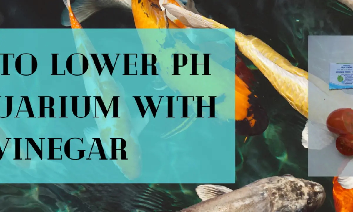 How to Lower pH in Your Aquarium with Vinegar? 2
