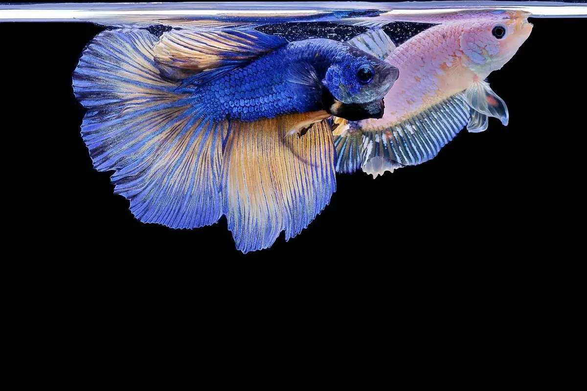 Keeping Female and Male Betta Fish Together