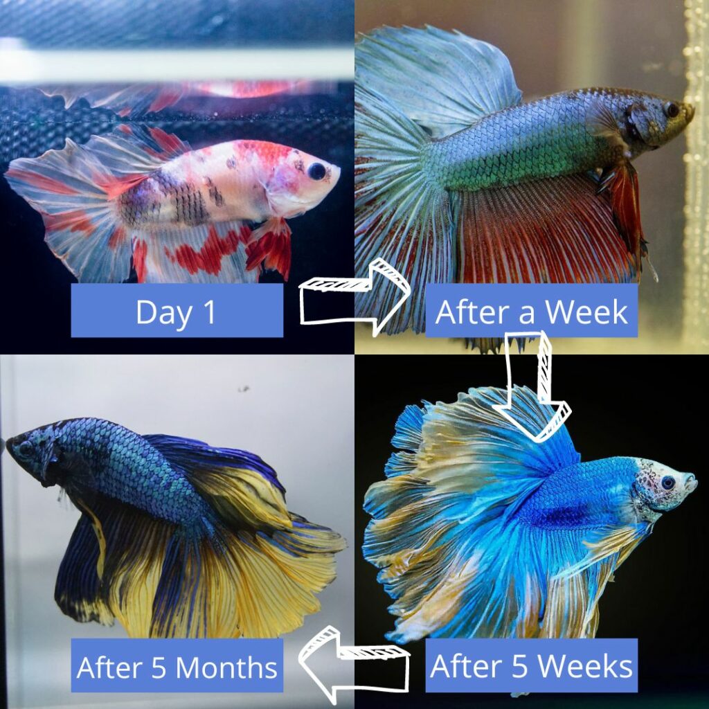 Why Do Betta Fish Change Colors? 2