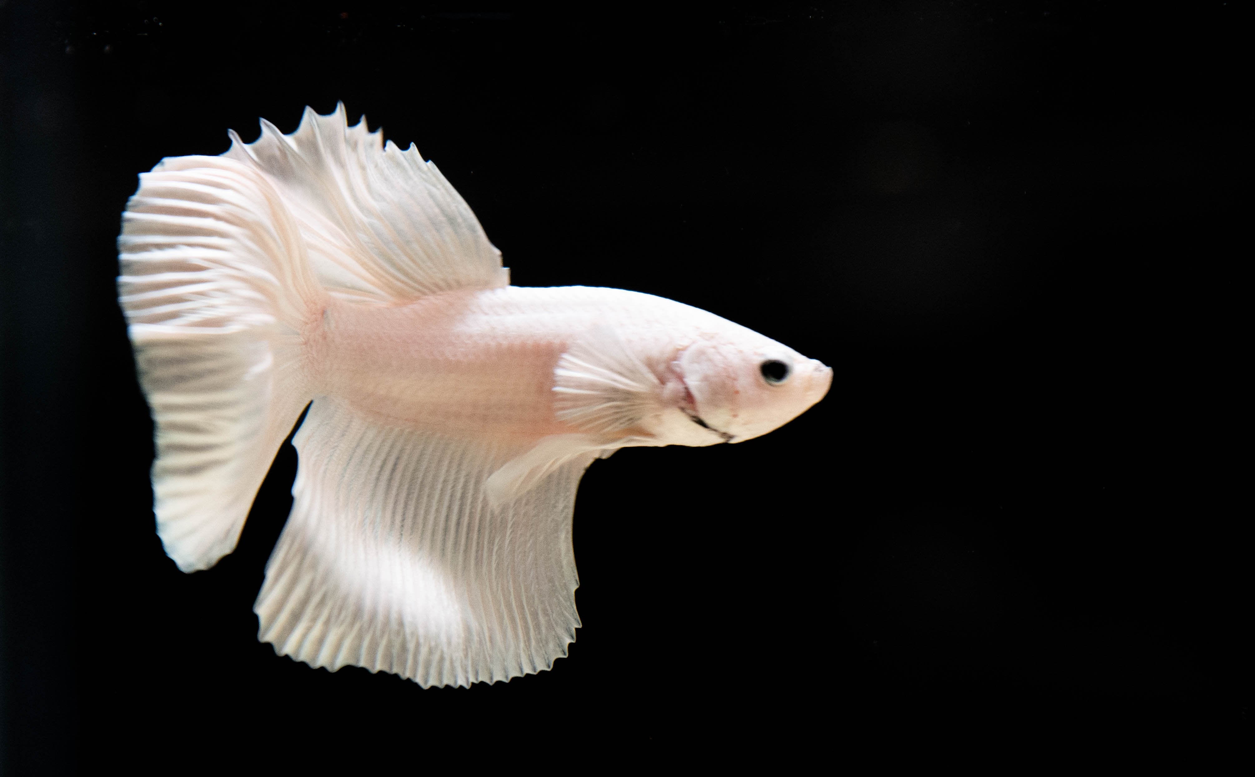 The Shimmering Beauty of Silver Betta Fish 2