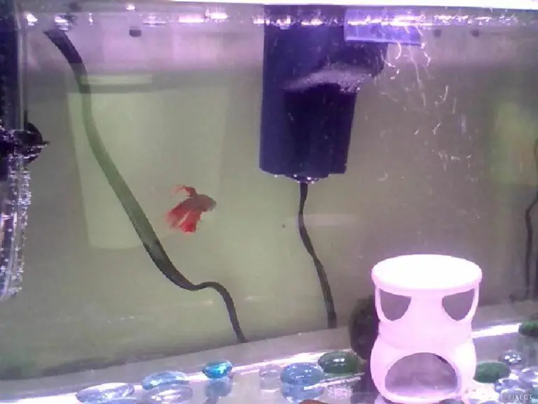 What To Do If Your Betta Fish Filter Is Too Strong? Betta Fish World