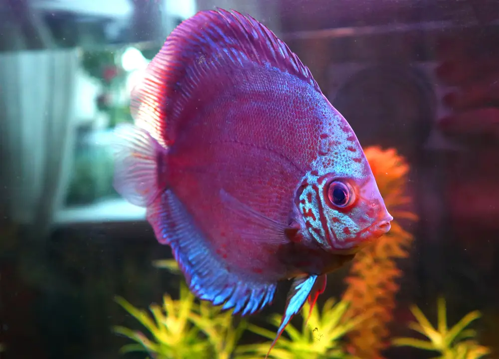 7 Beautiful Freshwater Aquarium Fish for a Breathtaking Display 2