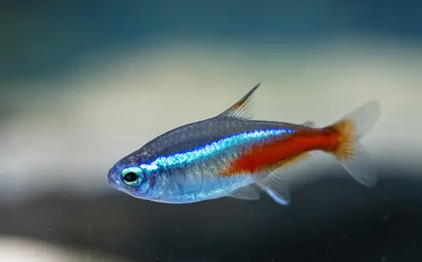 Best Fish Species for a Planted Aquarium 2