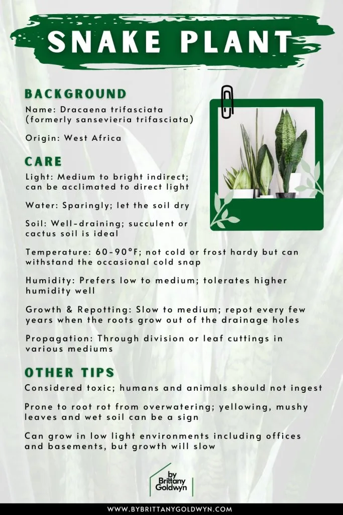 A Guide to Growing and Caring for Snake Plants in Your Aquarium 2