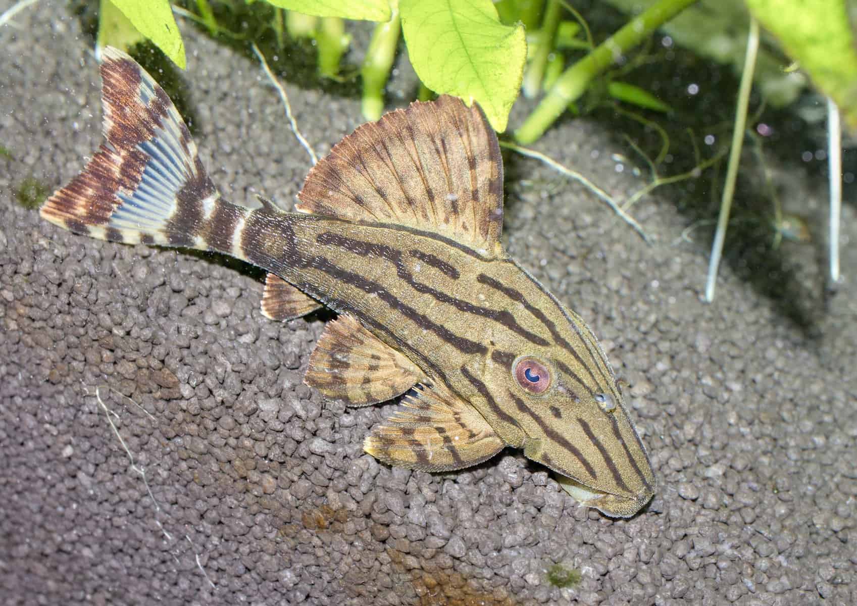 Can a Plecostomus Live With a Betta Fish? 2