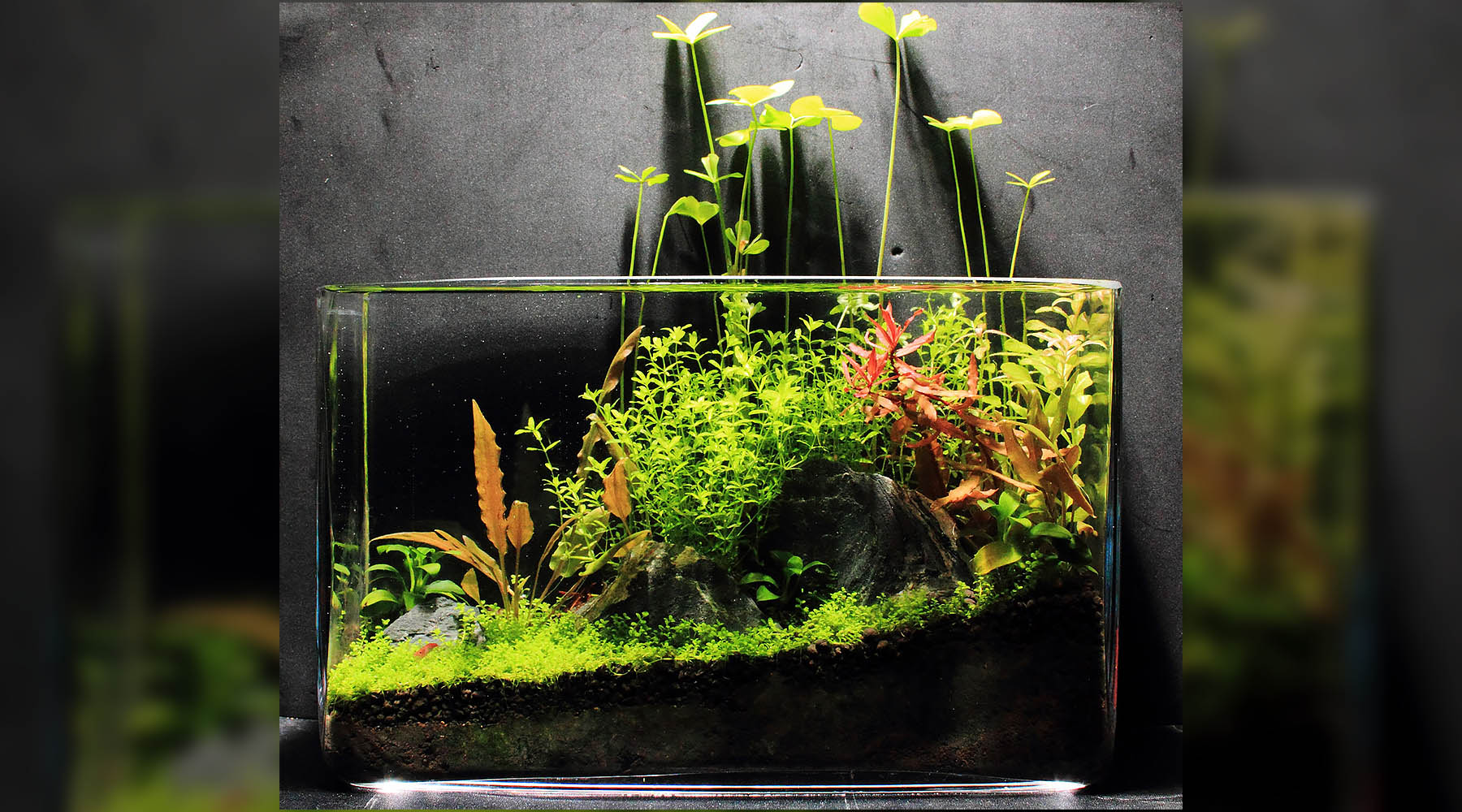 Do Aquarium Plants Need a Filter? 2