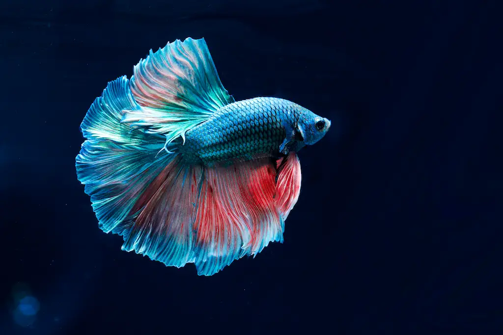 The History and Beauty of Thai Betta Fish 2