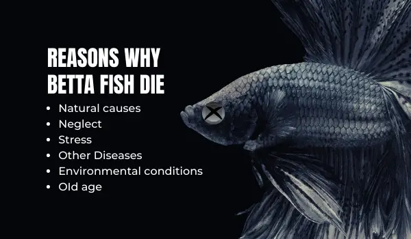 Why Do Betta Fish Die Suddenly? 2