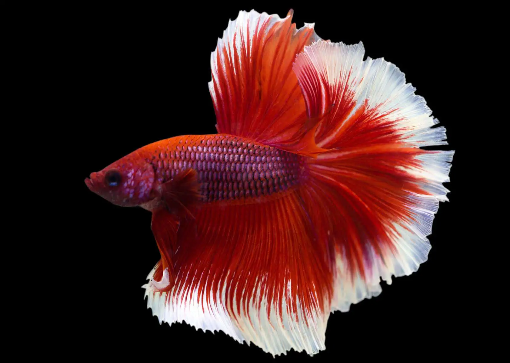 A Look at the Gorgeous Rose Petal Betta Fish 2