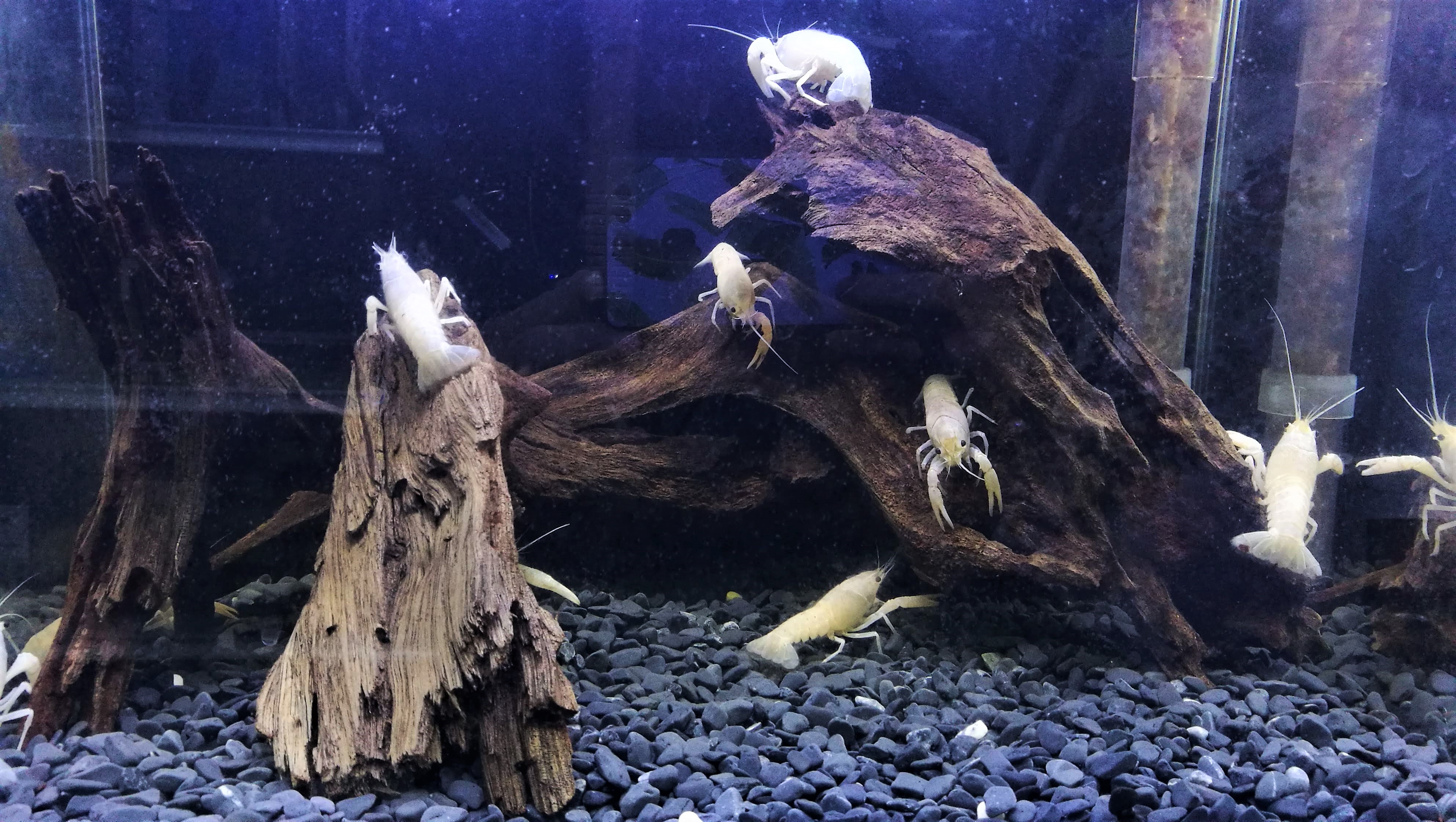 How to Stop Driftwood from Floating in Your Aquarium? 2