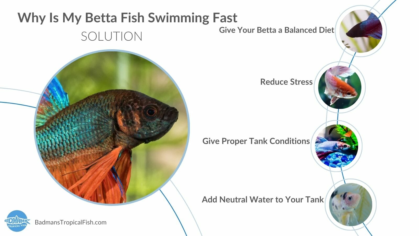 Reasons Why Your Betta Fish Might Be Swimming Fast 2