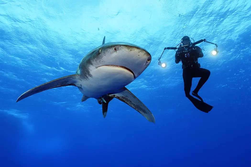 Are There Sharks at the New England Aquarium? 2