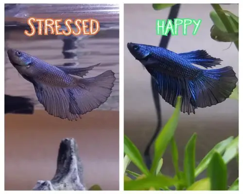 The Effects of Hard Water on Your Betta Fish and How to Deal with It