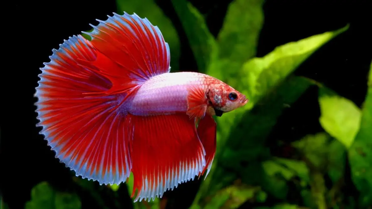 The Beauty and Uniqueness of Betta Fish with Mermaid Tails 2