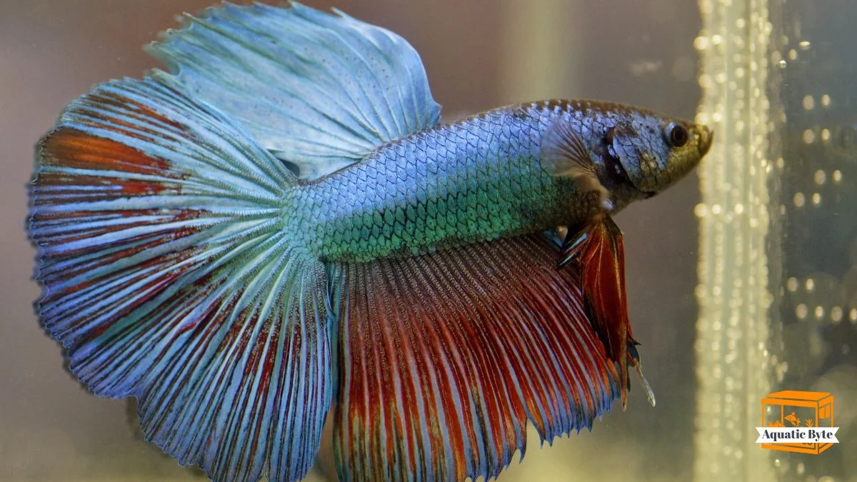 How Long Can a Betta Fish Live Without a Filter? 2