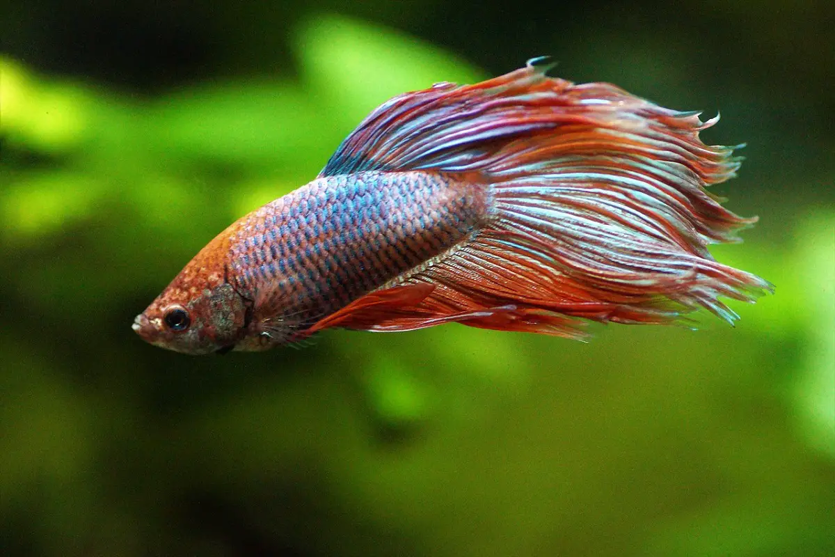 The Elegance of Veiltail Betta Fish Males