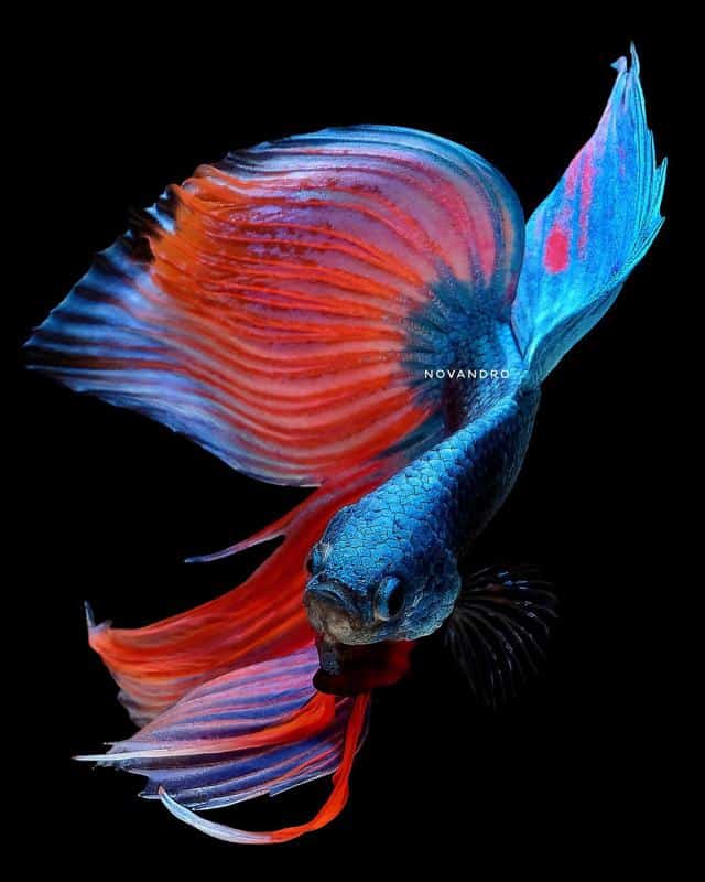 The Mesmerizing Beauty of Teal Betta Fish 2